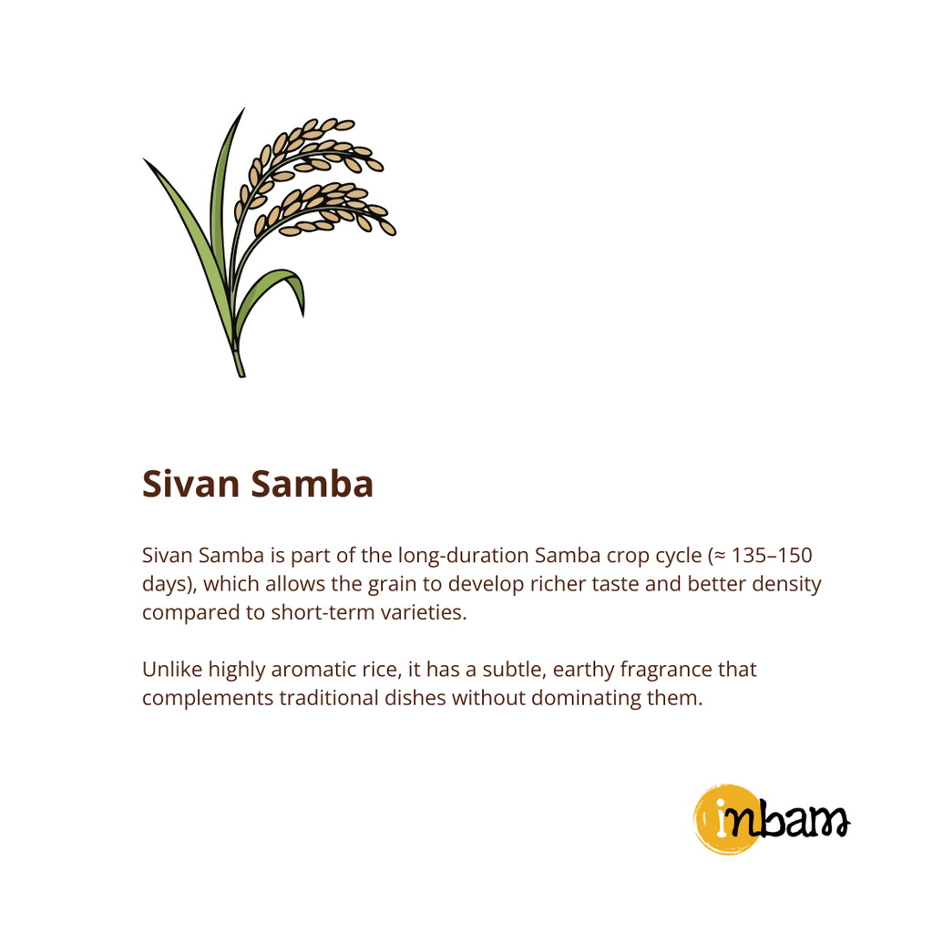 Sivan Samba Rice